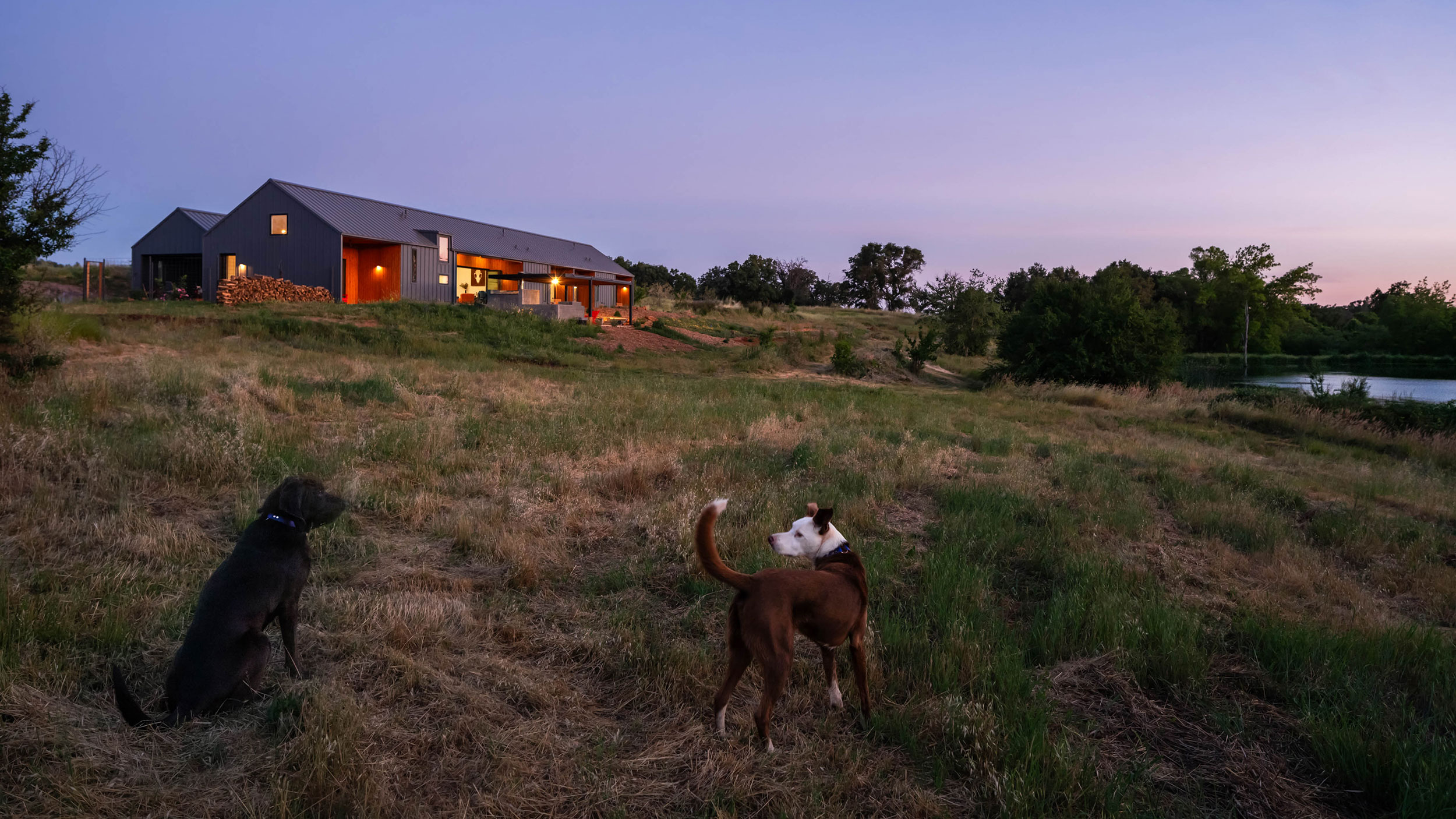 Blue Ruby Feature image. Two dogs look at their home from beyond the pond. 